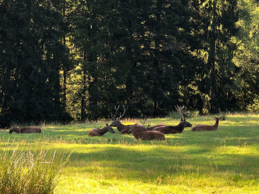 Hirsche Wildgehege Sankenbach Baiersbronn